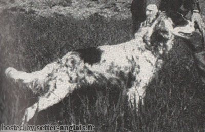 Setter Anglais DIVA DEL TIDONE Setter Anglais DIVA DEL TIDONE